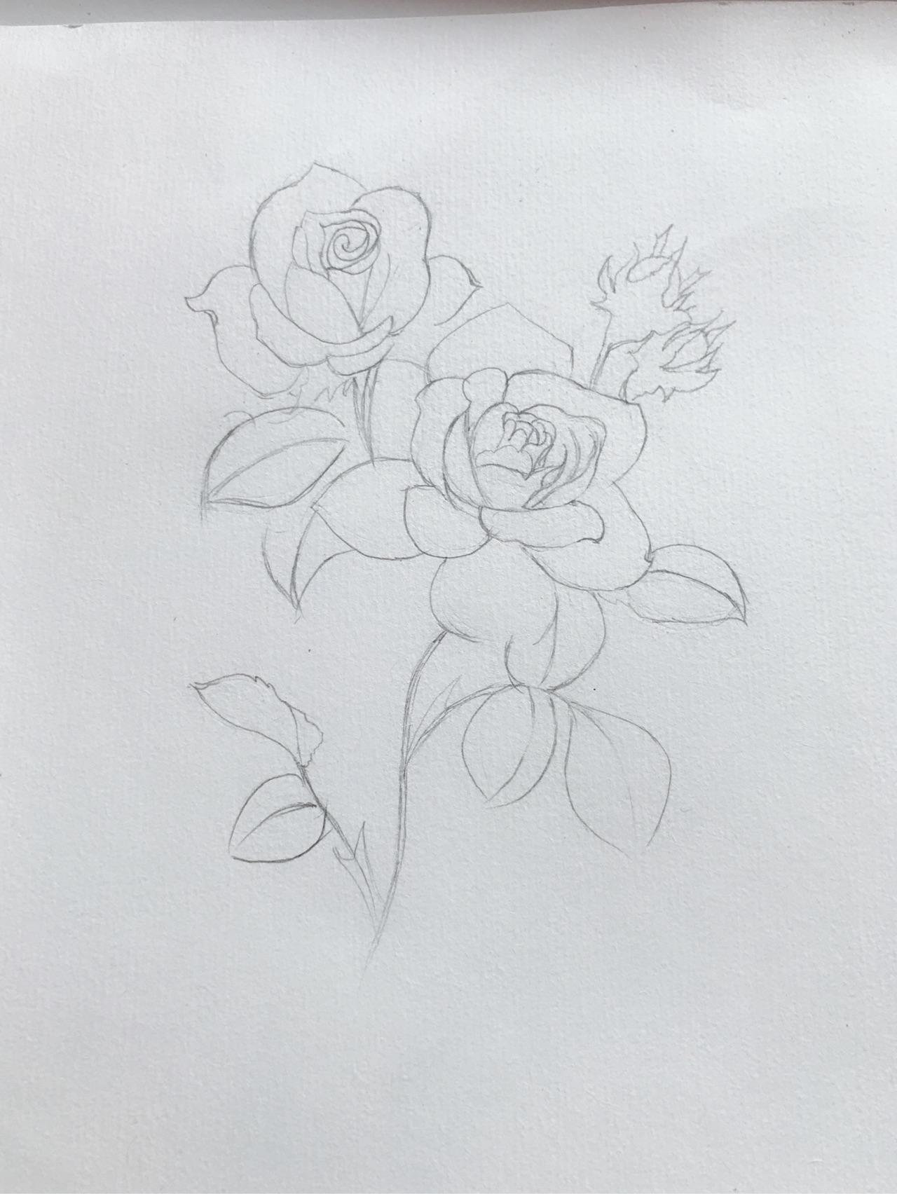 彩铅花花临摹第一张月季