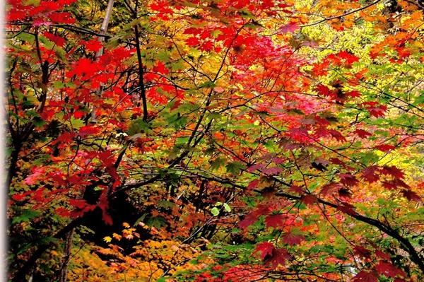 日本红叶又要刷屏了 3条线路 躲避人潮静享 枫 景 知乎