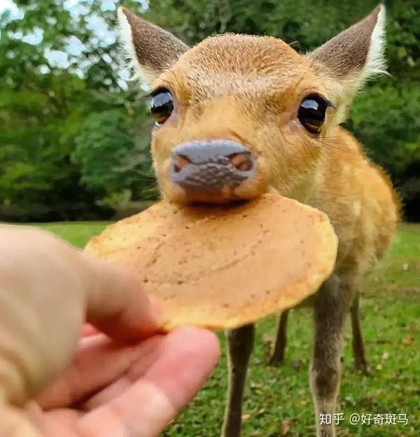 国庆 出游 不要被流氓动物的呆萌外表欺骗 知乎