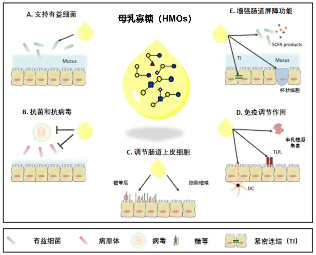母乳科研新进展丨甜蜜的名字强大的功能母乳寡糖不仅是糖