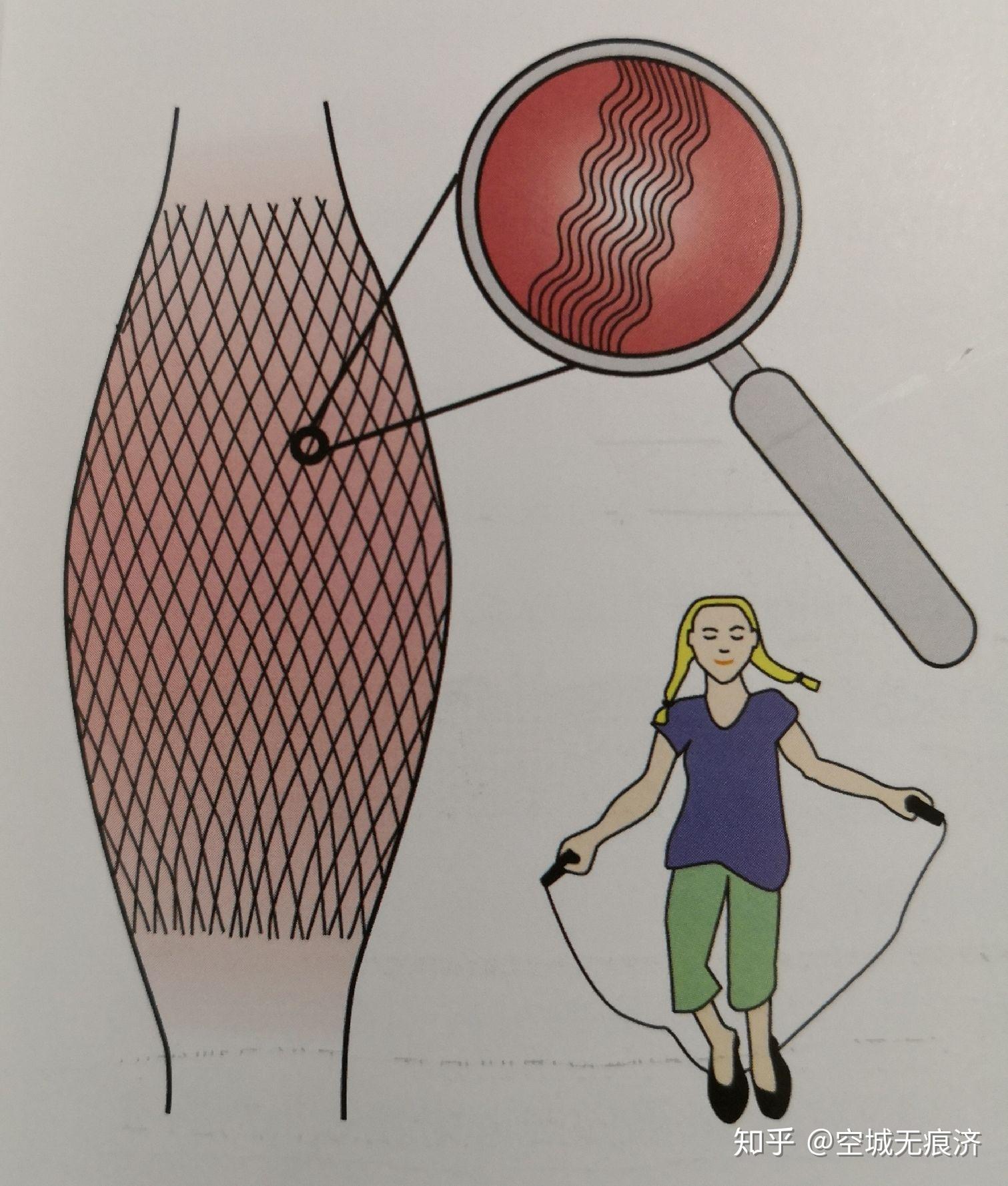 运动康复知识23肌膜生理特征慢性疼痛及运动后酸痛