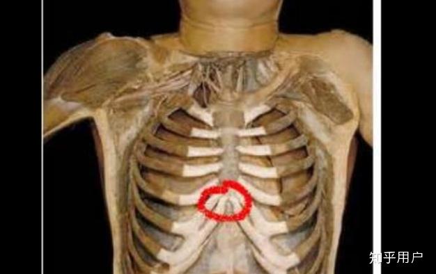 胸骨上窝的位置图片图片