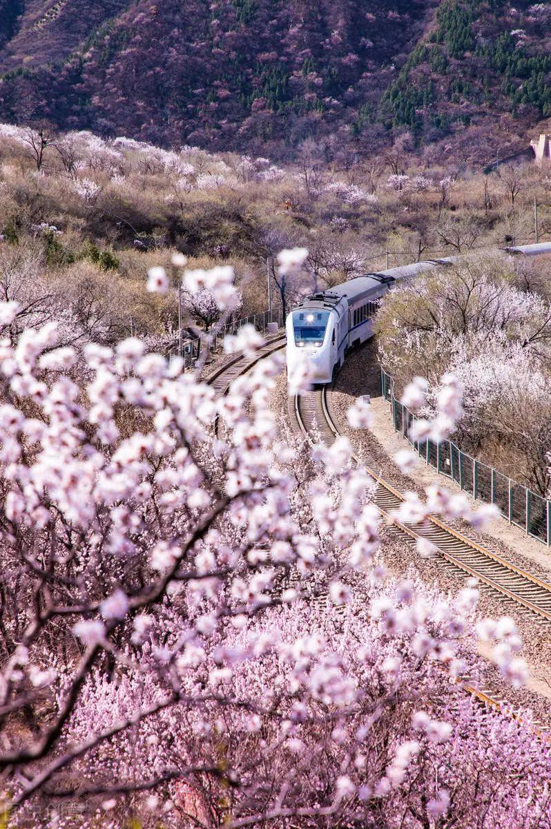 北京穿过花海的火车图片