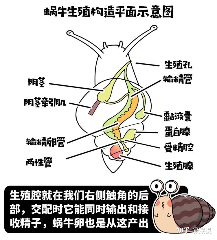 雌雄同体满身脏物这种蜗牛一度让中国吃货们害怕直到它变白后