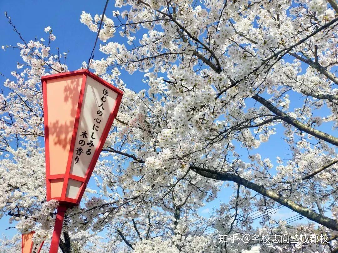 2024年日本绝美樱花季带你开启赏樱之旅