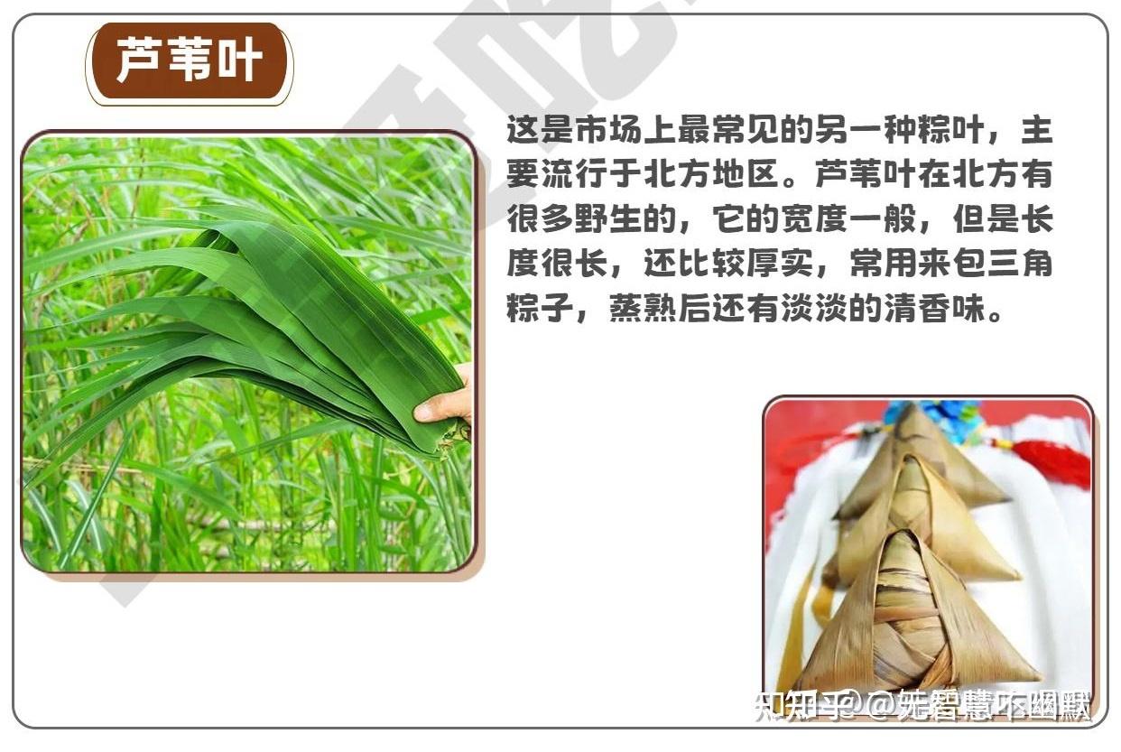 【端午节：粽叶是什么叶？】 - 知乎