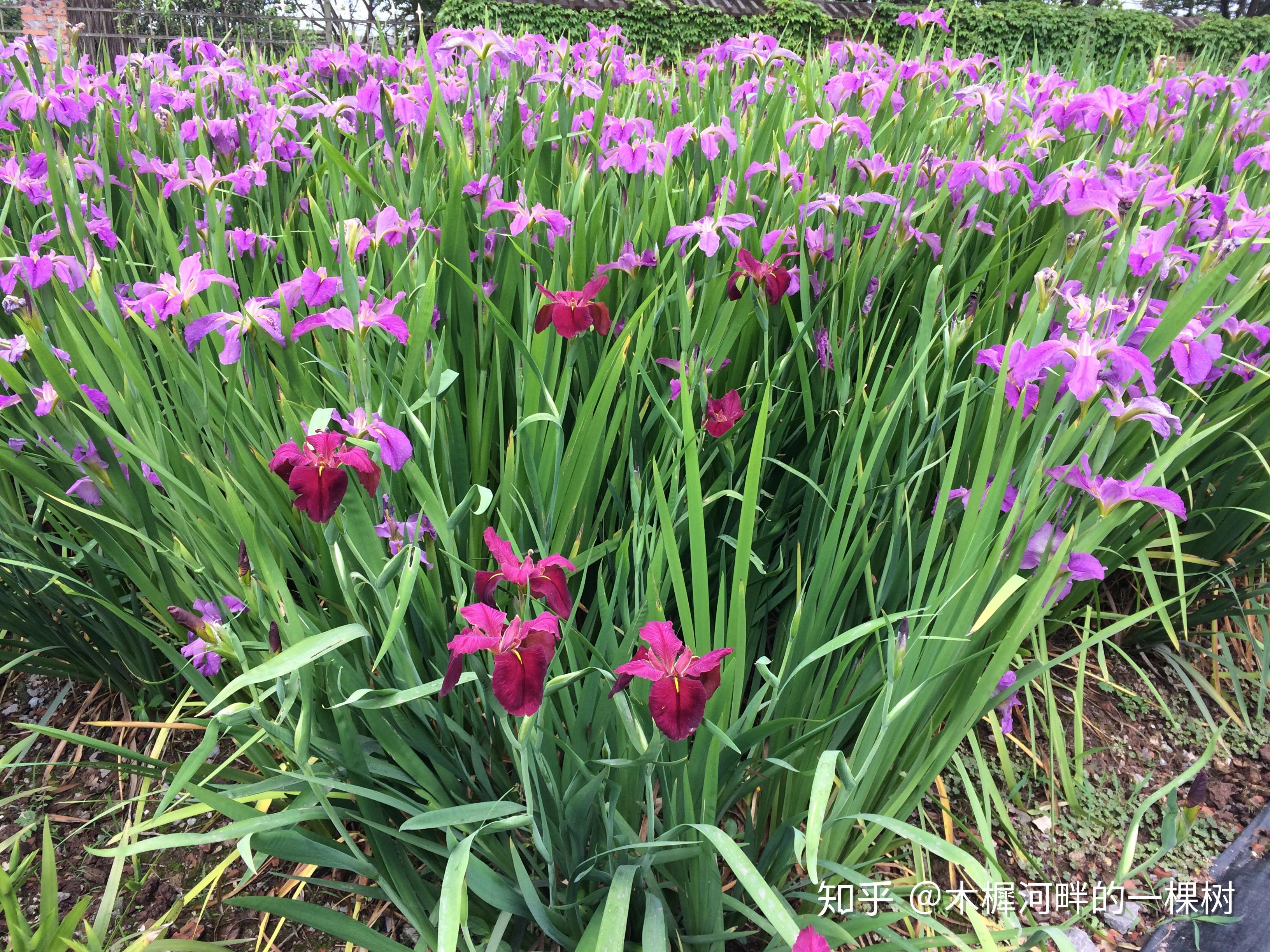 花境植物四季表現---西伯利亞鳶尾 - 知乎