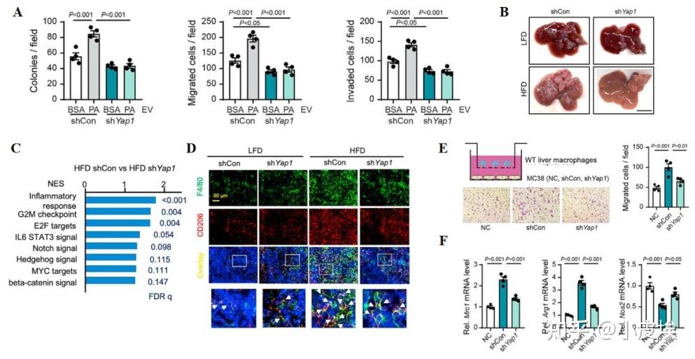 Cell Metabolism 细胞 细胞相互作用怎么研究？看完这篇cm可能就会了 知乎