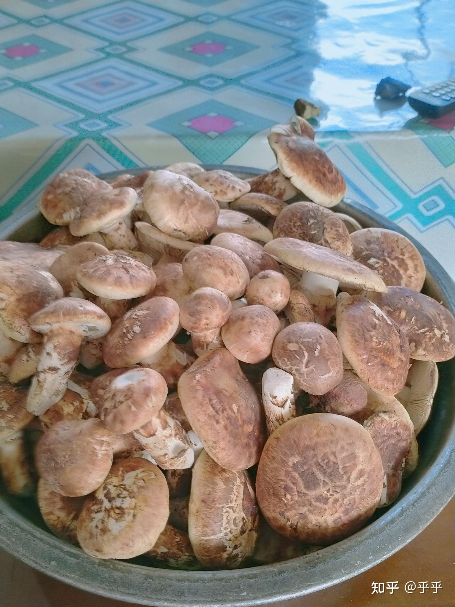 黑龙江省蘑菇和云南省的蘑菇品种上有什么区别