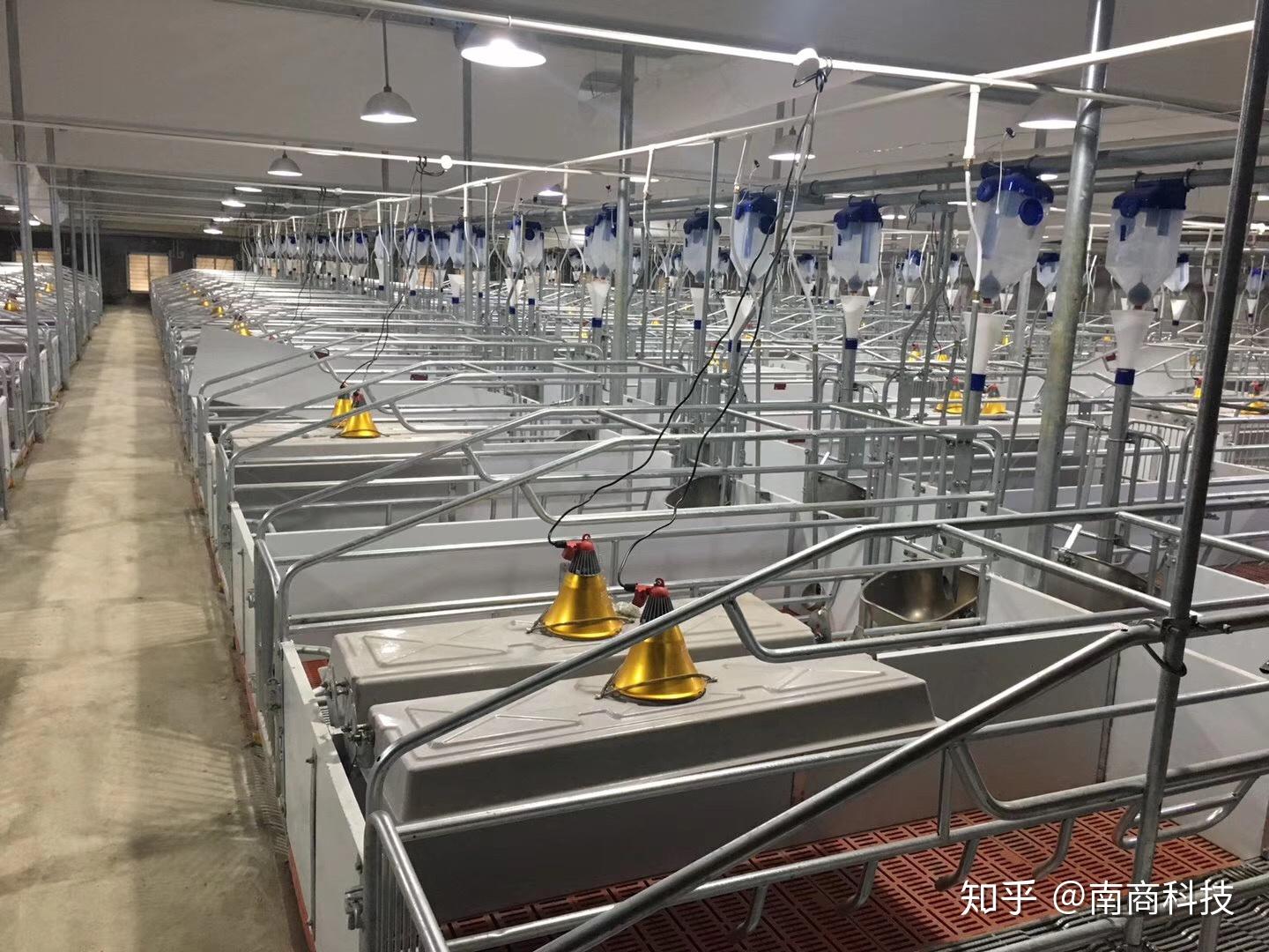 现在养猪晚吗现代化猪场需要哪些设备