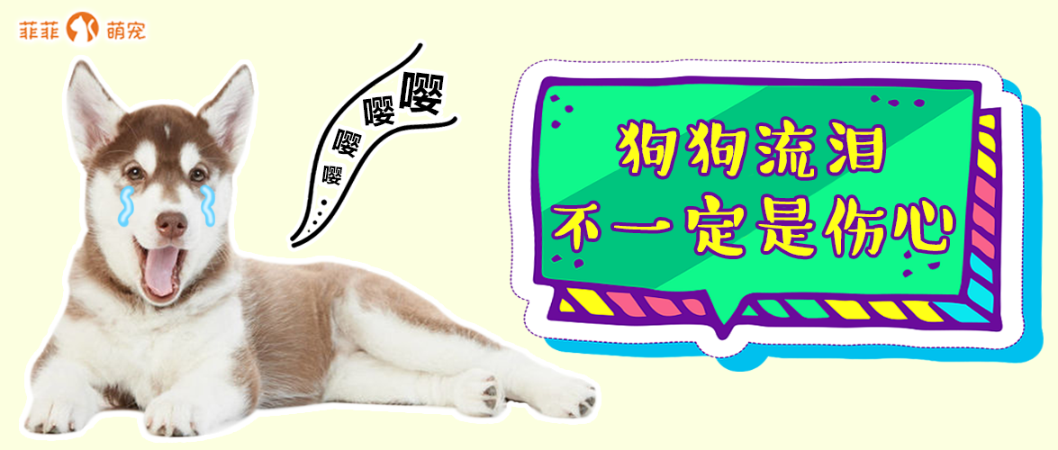 狗狗流泪不一定是伤心 也可能是角膜炎 知乎