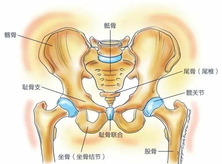连接而成,上接腰椎,下连股骨,联系着躯干和下肢,是人体的一个重要器官