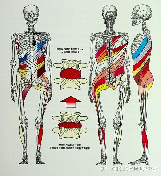 rolfers在这里处理较深的肌肉链,如股二头肌/腹横肌/多裂肌;和由腰