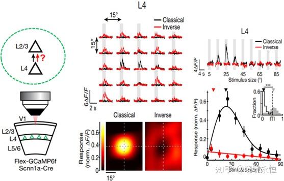 Feedback generates a second receptive field in neurons of the visual ...