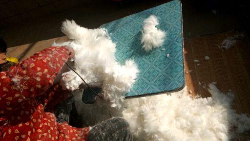 兔毛 水貂毛 濑兔毛 都是怎么获得的,必须杀死动物吗,都是活剥吗? - 