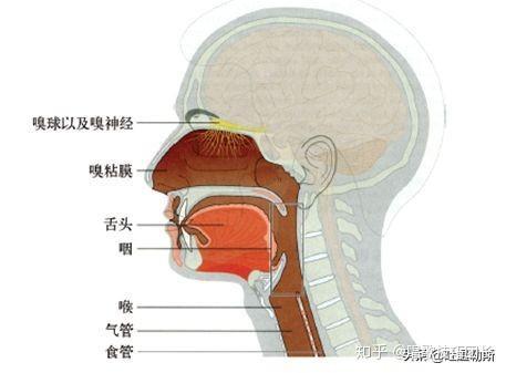 什么是咽音咽音应该从何说起在练习咽音中应该要注意什么