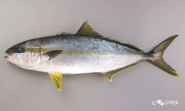 鰤鱼新年到了我想吃鰤鱼馅儿的饺子了