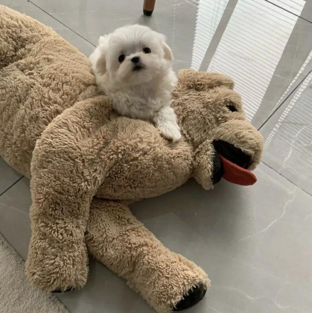 有高级又沙雕的qq头像吗