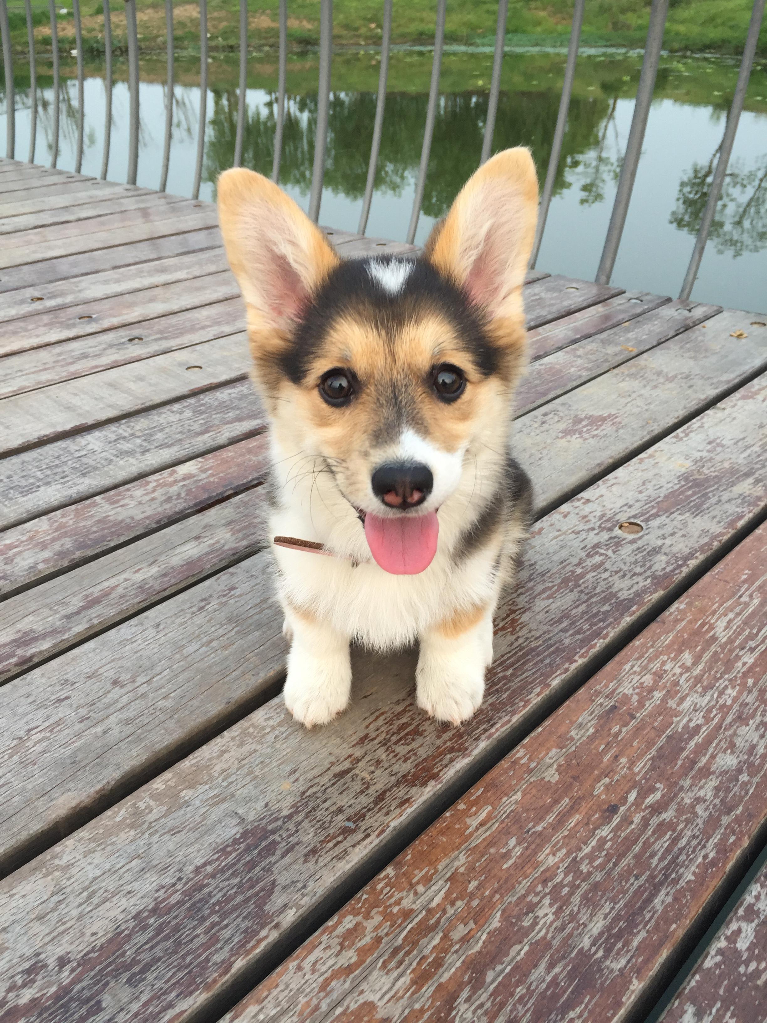 柯基是买双色还是三色？