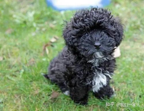 泰迪颜色这么多,什么颜色最受欢迎,价格最贵? - 知乎