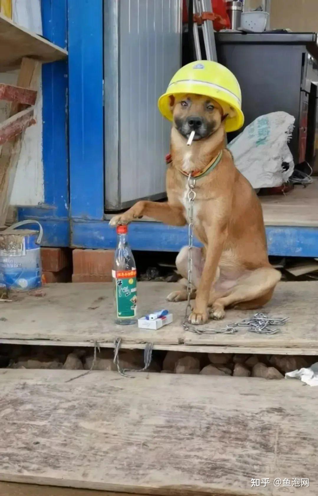工人给狗狗戴上了安全帽,好有包工头的气质!