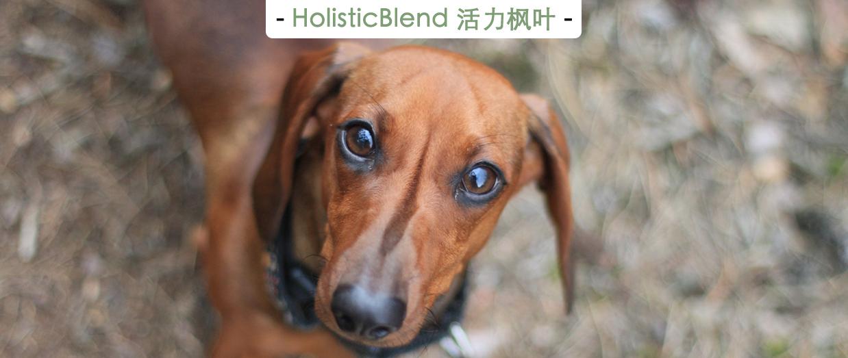 狗眼发光并不是要吓唬你,而是杆状细胞在“捣鬼”! - 知乎