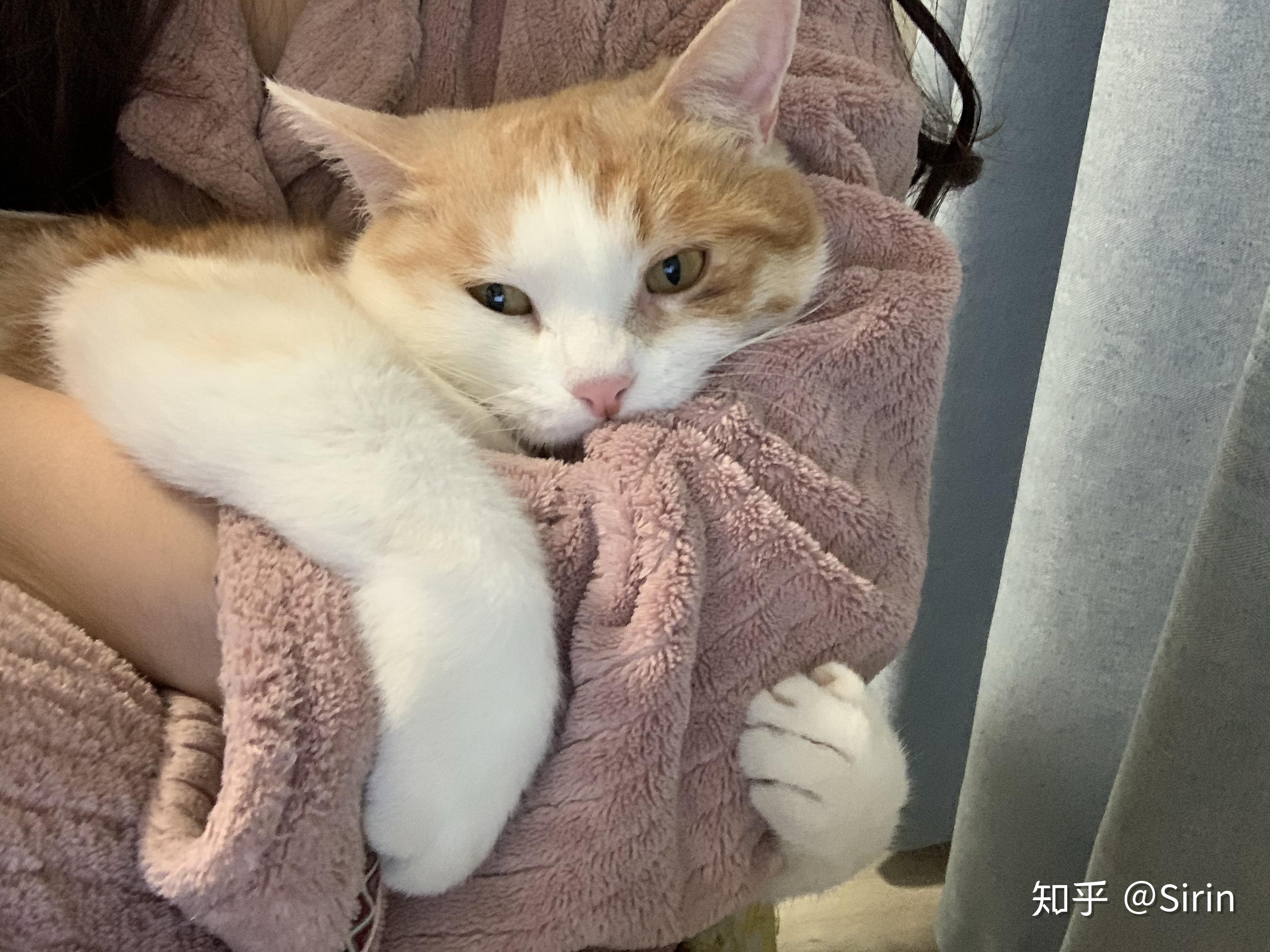 你有哪些家里猫咪的照片想要分享