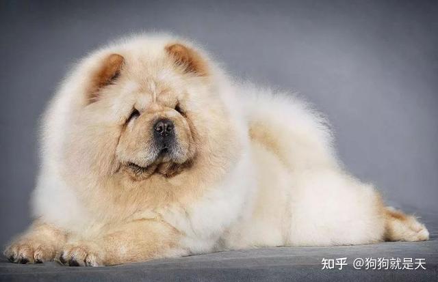 松狮犬的这些“优点”和“缺点”，看看你知道哪几个 - 知乎