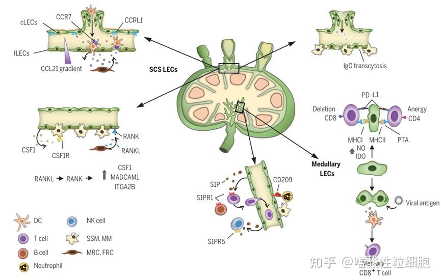 淋巴结淋巴管在协调免疫反应中的作用 - 知乎