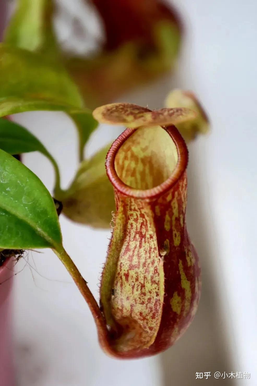 猪笼草：植物界的