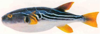 海中毒物 河豚 作者 大海都是水 知乎