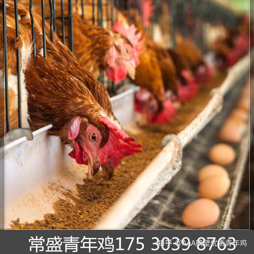 蛋鸡养殖场应重点注意留意观察蛋鸡的五大指标变化 - 知乎