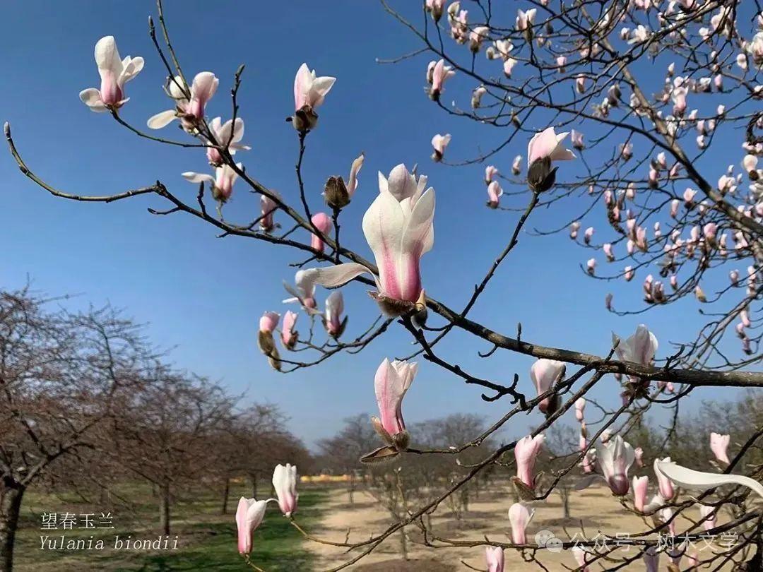 玉兰家族鉴别指南：从花期到花色，4步速查望春/白玉兰/二乔/紫玉兰！ - 知乎