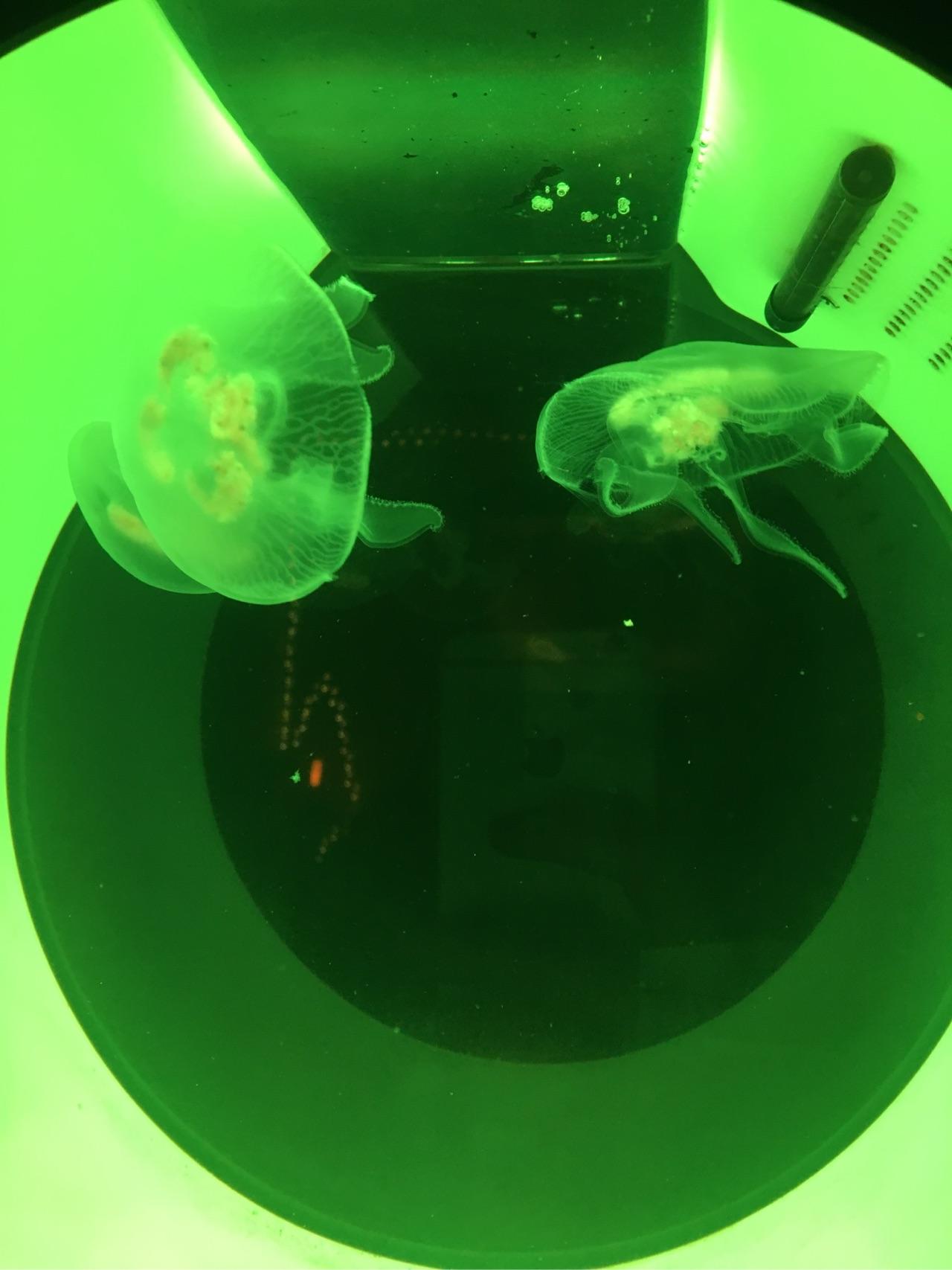 养了三个月的海月水母突然死了请帮我分析原因