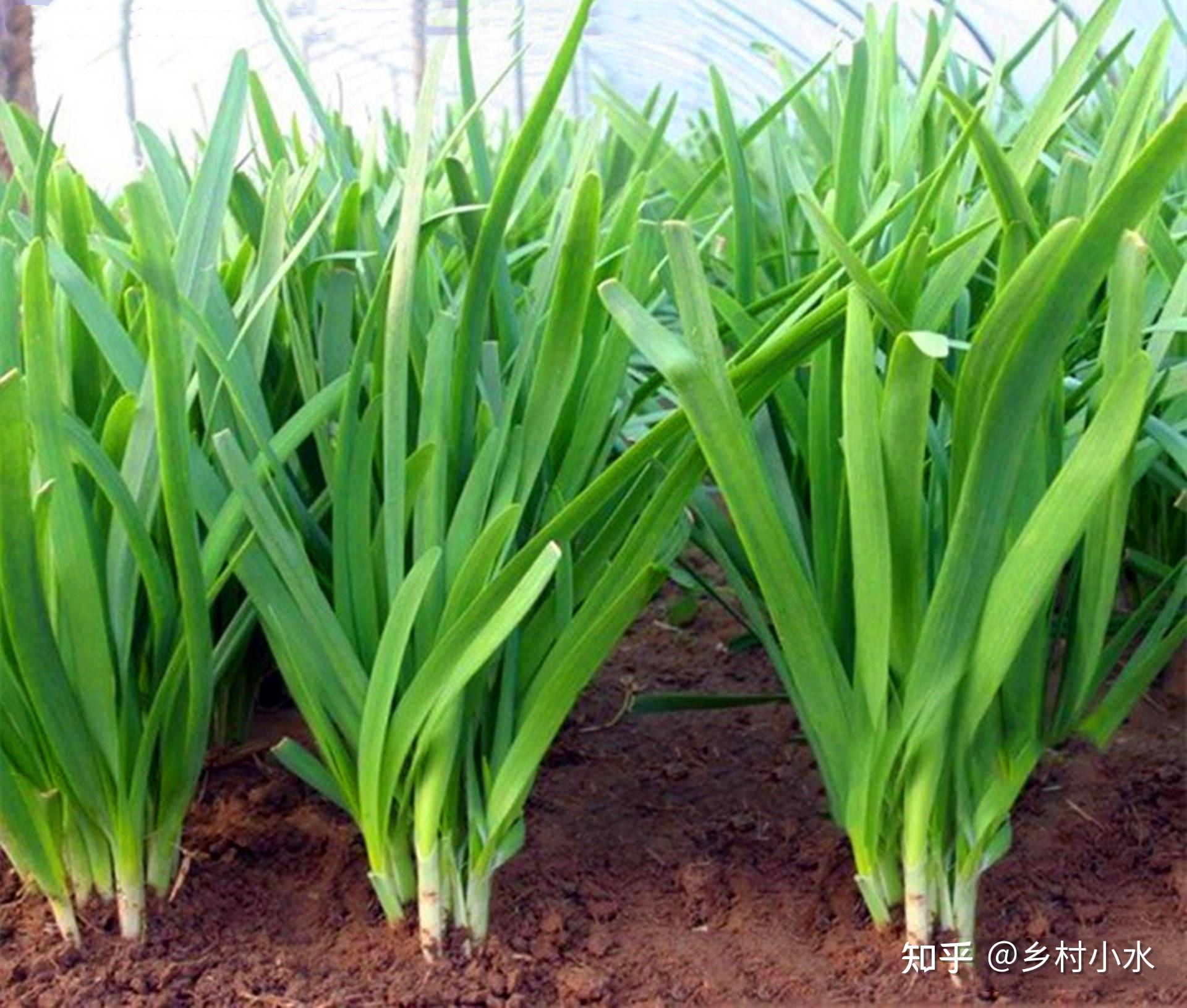 种植韭菜下面3种肥料随便用韭菜长得黑亮又粗壮