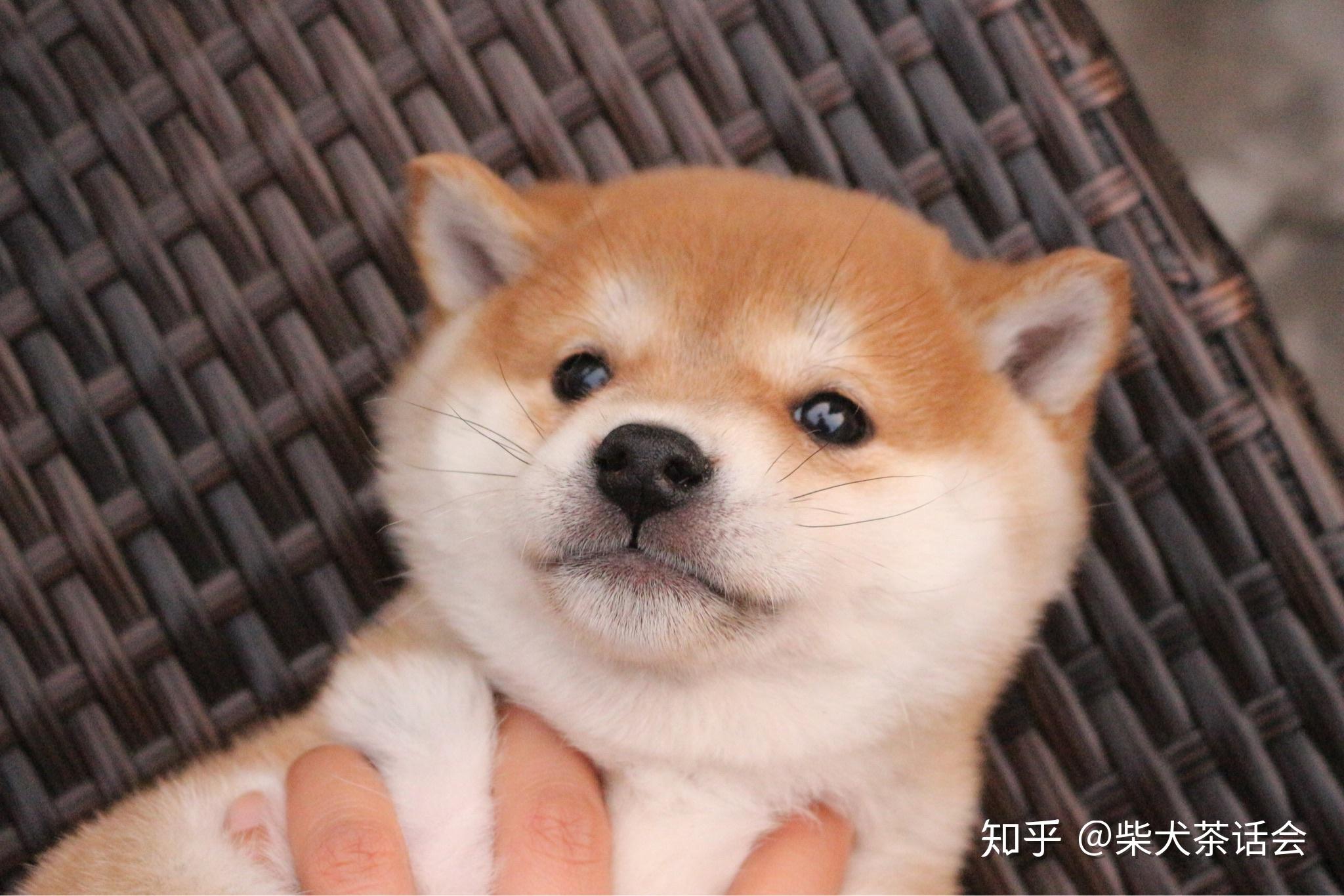 不知道你有没有发现,虽然柴犬借着表情包和搞笑视频火爆网络,而我们在