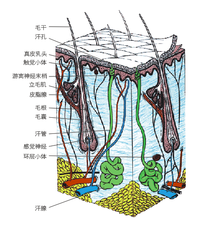 头皮头发生理基础知识、头发健康标准 - 知乎