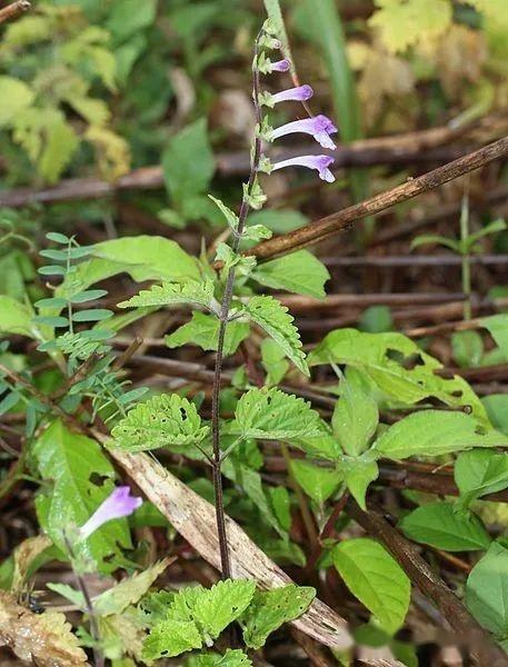 【植物界全系列】唇形科—黄芩亚科