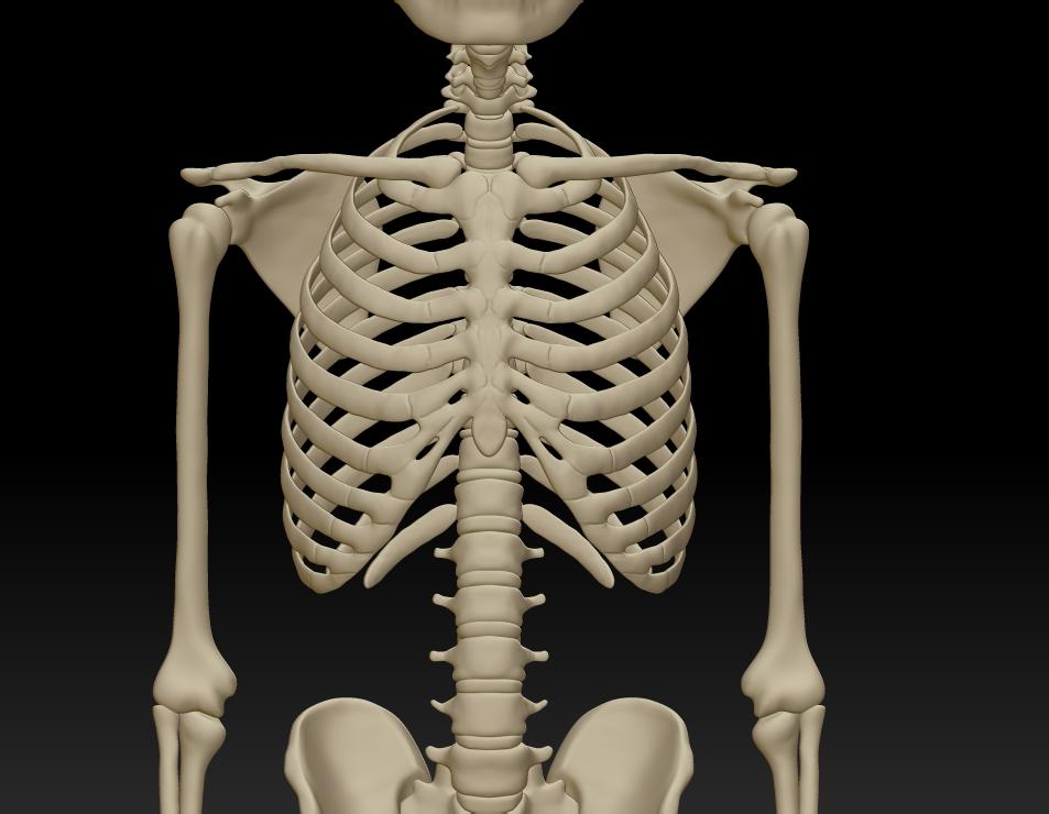 人体完整全身骨骼结构模型图3d打印下载每块骨头可分件人体骨骼雕塑