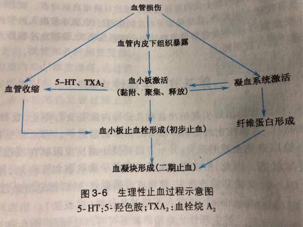 血细胞凝固 聚集 凝集有何不同 血细胞的凝集过程 男霸网
