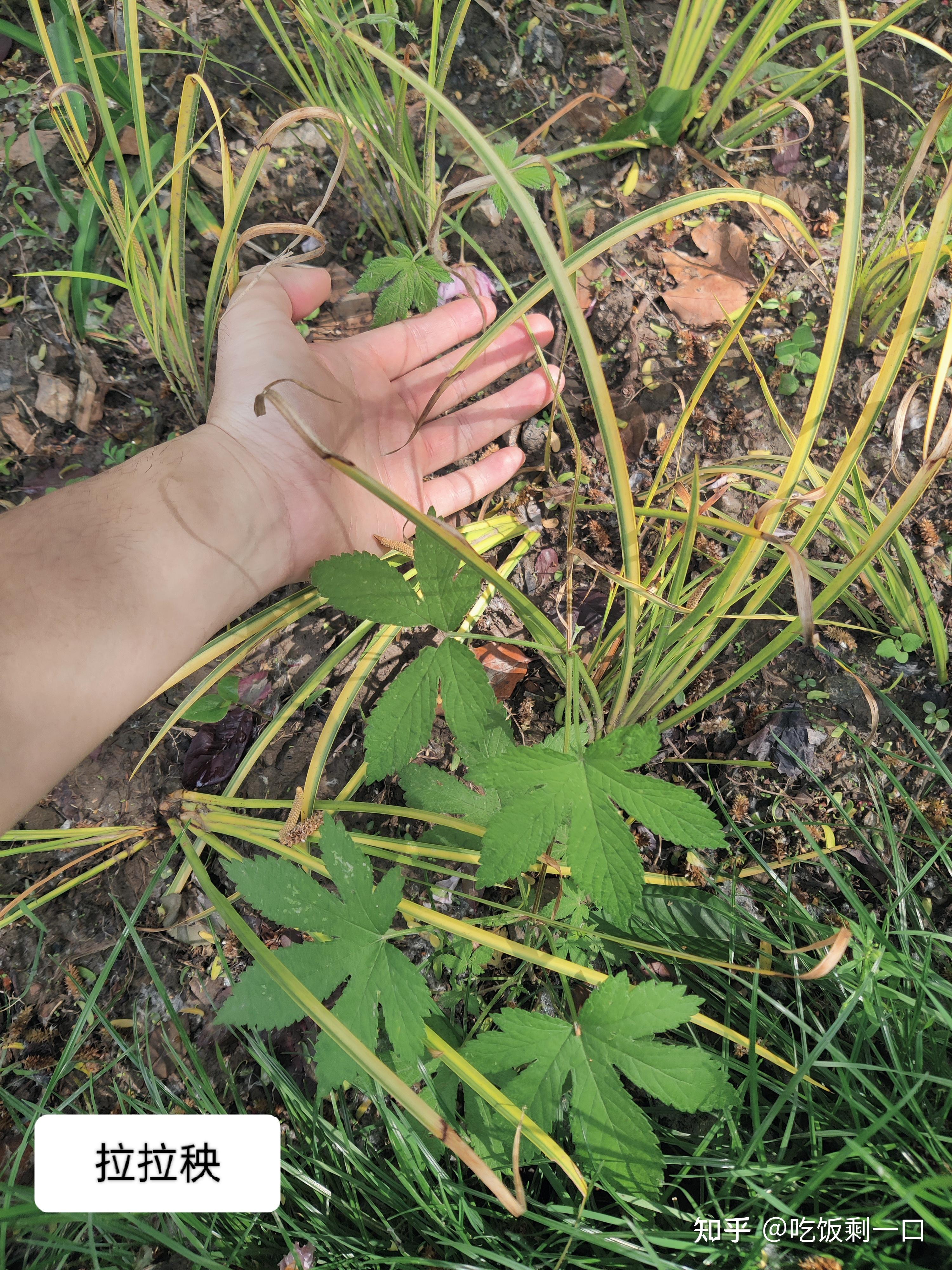 拉拉秧(葎草)车前草艾蒿蒲公英阿拉伯婆婆纳老鹤鹳草(未确定)早熟禾