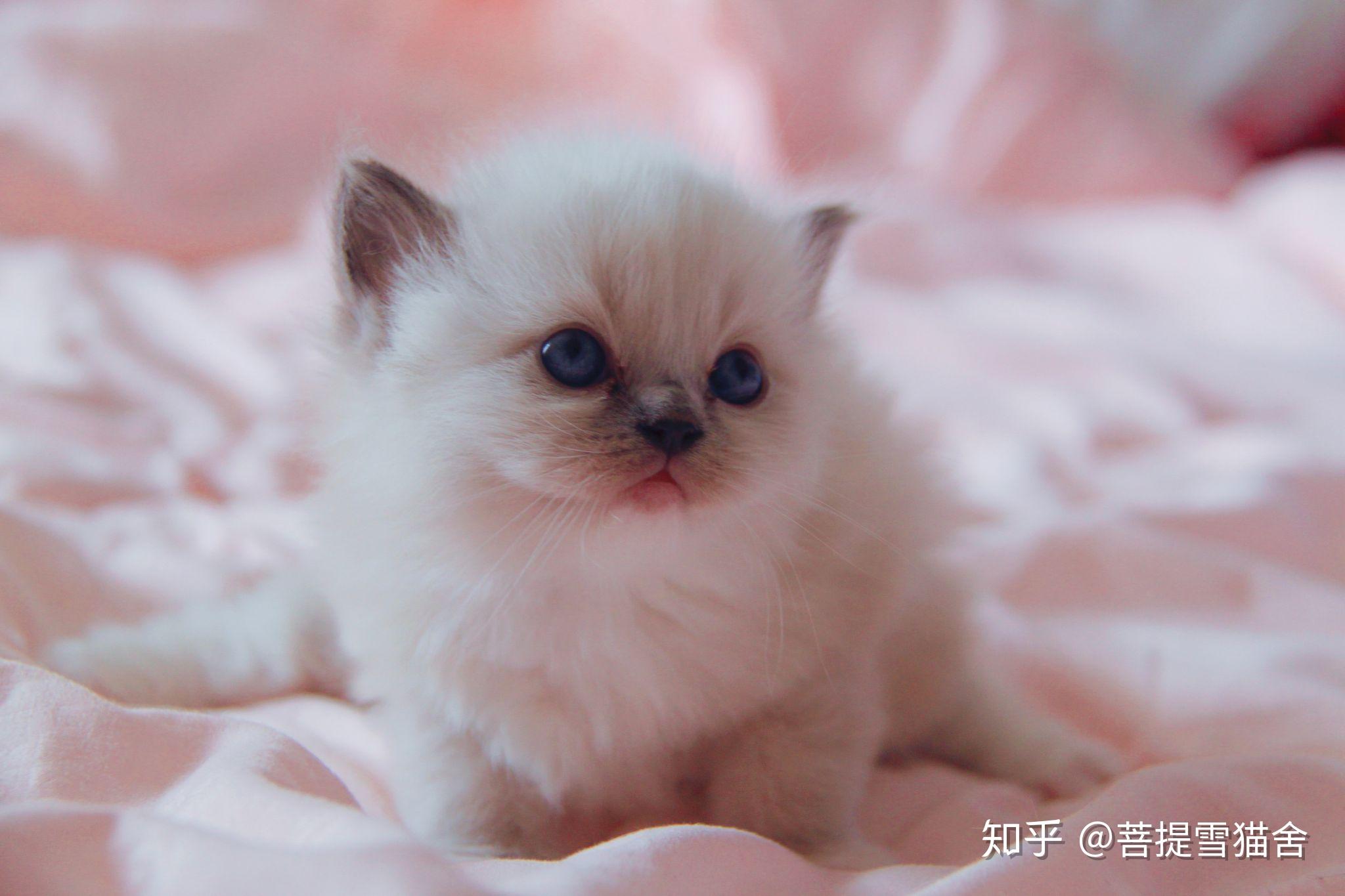 求大神帮看看这只快两个月的布偶猫