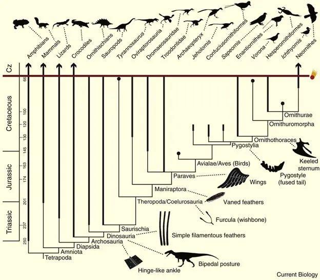 最新科学(鸟类如何从恐龙进化而来)