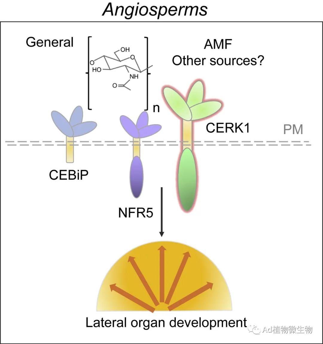 Current Biology | 英国剑桥大学研究揭示丛枝菌根真菌诱导植物侧根发育的机制！ - 知乎