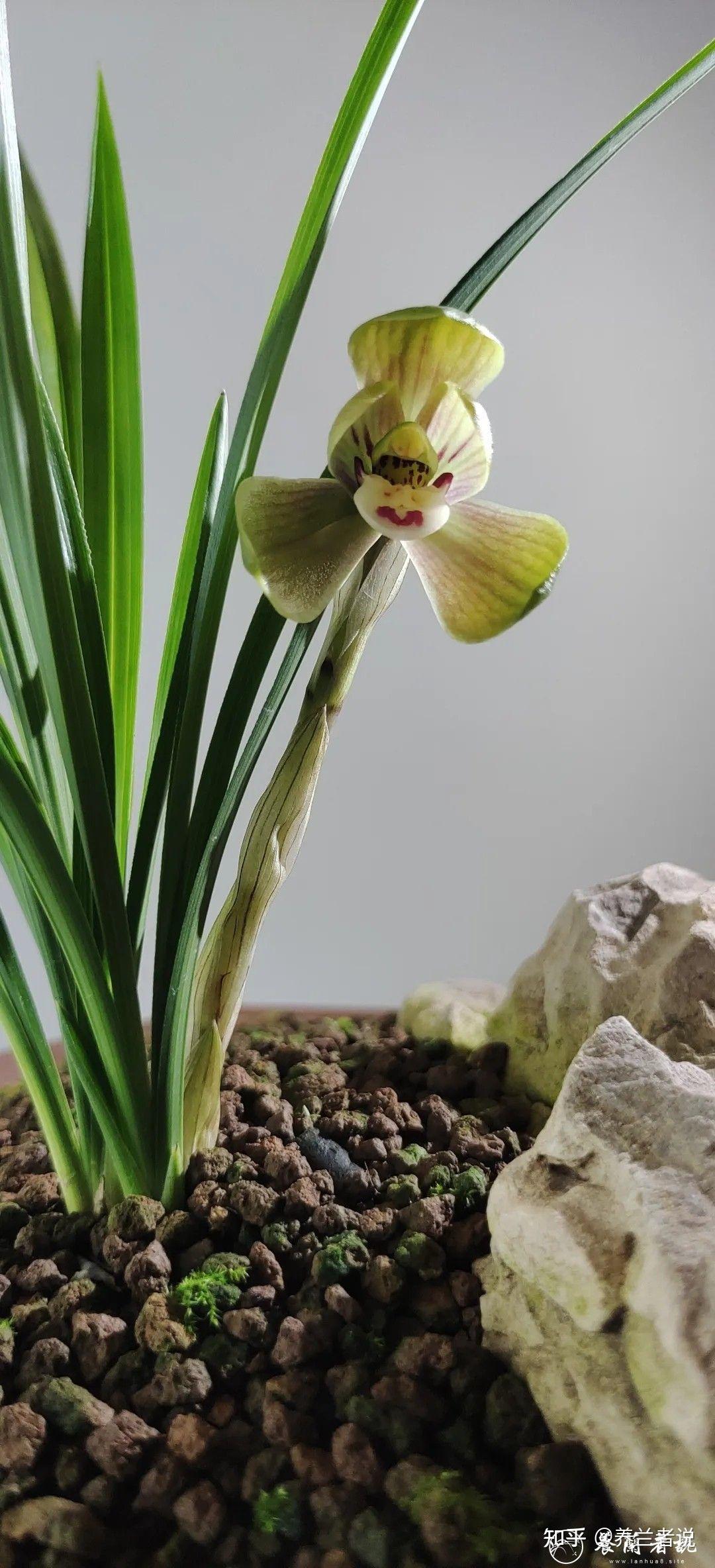 环球荷鼎春兰兰花