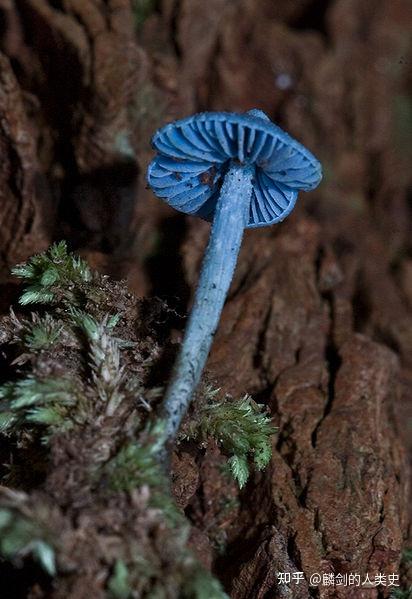 【地球生物全系列——从单细胞到人类】伞菌目—粉褶菌科 - 知乎