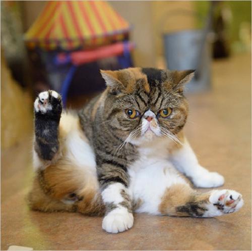 各个年龄段的猫的大小 v2-b76cc26ca95fdc2481e55aac782cc6e8_1440w.jpg?source=172ae18b