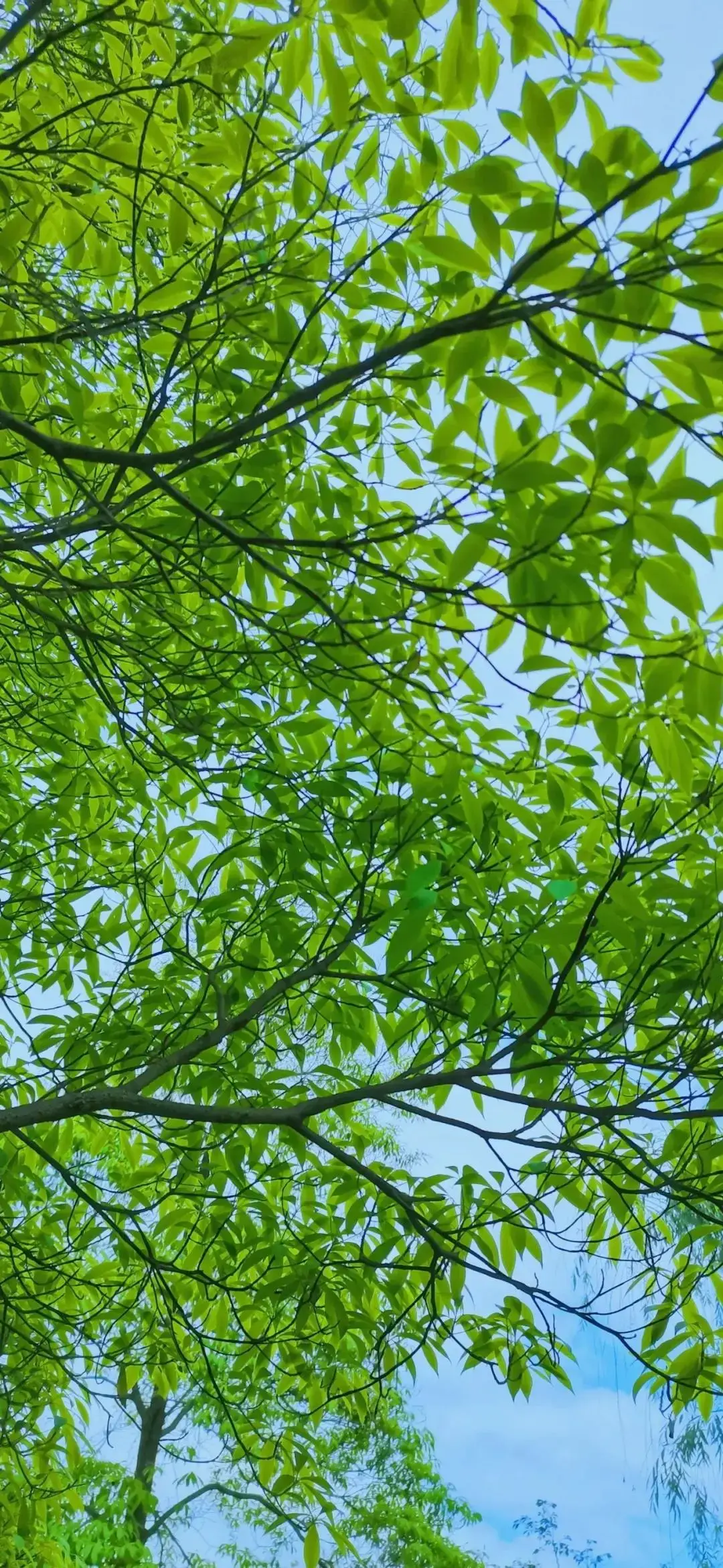 壁纸| 干净护眼的绿色系手机壁纸 - 知乎