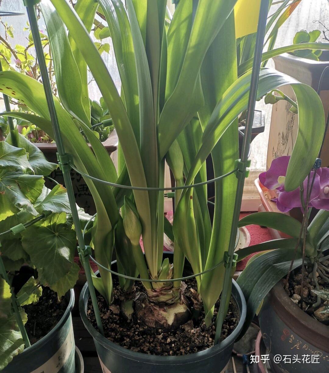 什么时候种植朱顶红 v2-b775a7c1ebe515defc1b5f1b15af1405_r.jpg