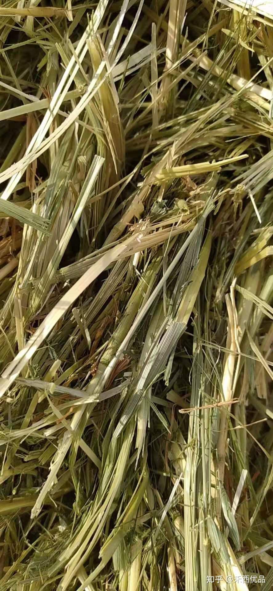 对于燕麦干草而言,18%以上的水分可能会造成草捆发霉;水分高于25%